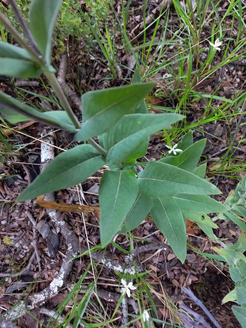 Gomphocarpus praticolus