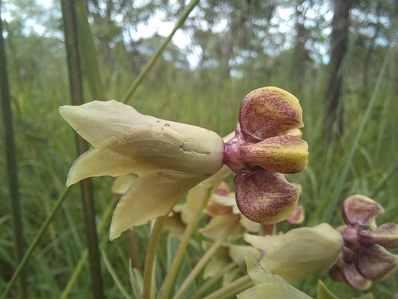 Gomphocarpus praticolus Gomphocarpus praticolus