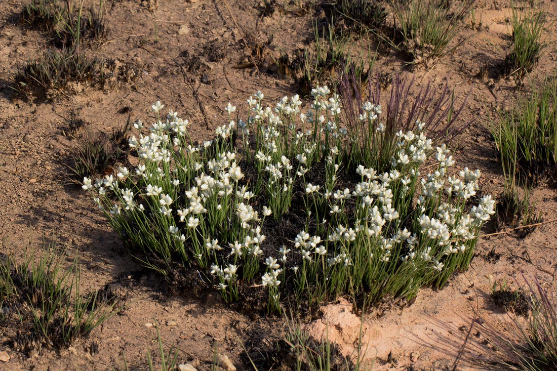 Cyperus nduru Cyperus nduru