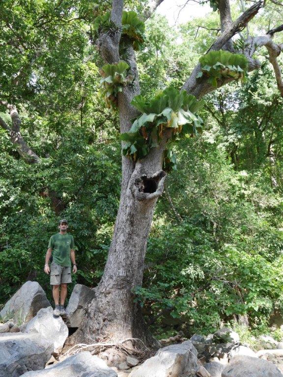 Platycerium elephantotis