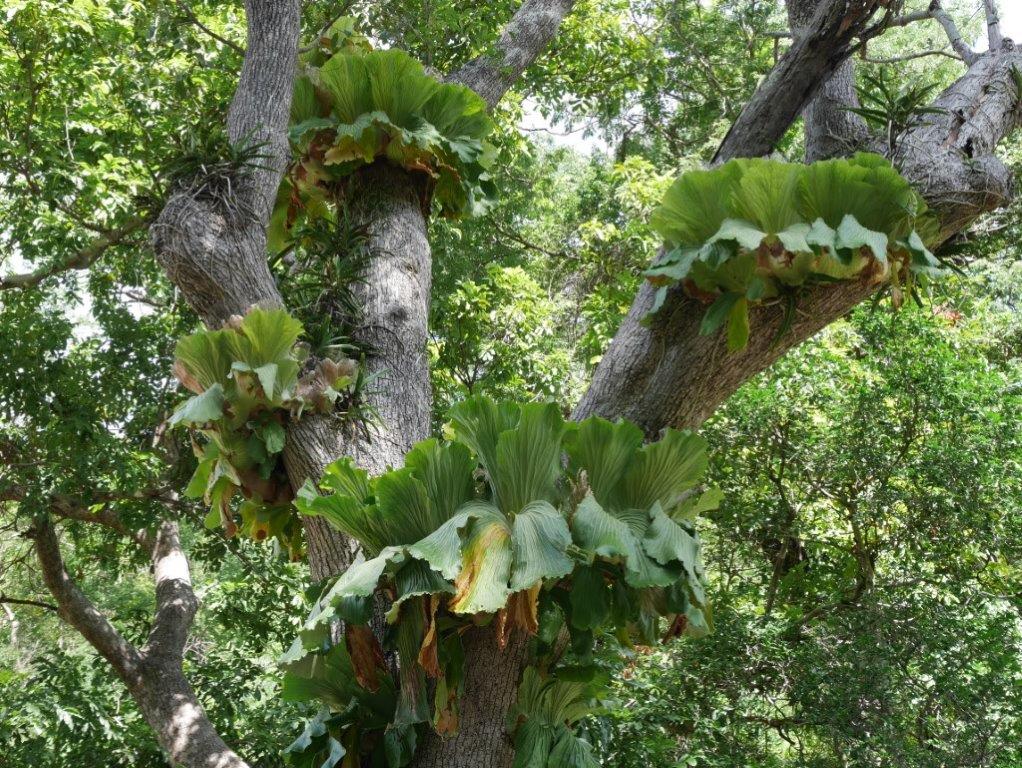 Platycerium elephantotis Platycerium elephantotis