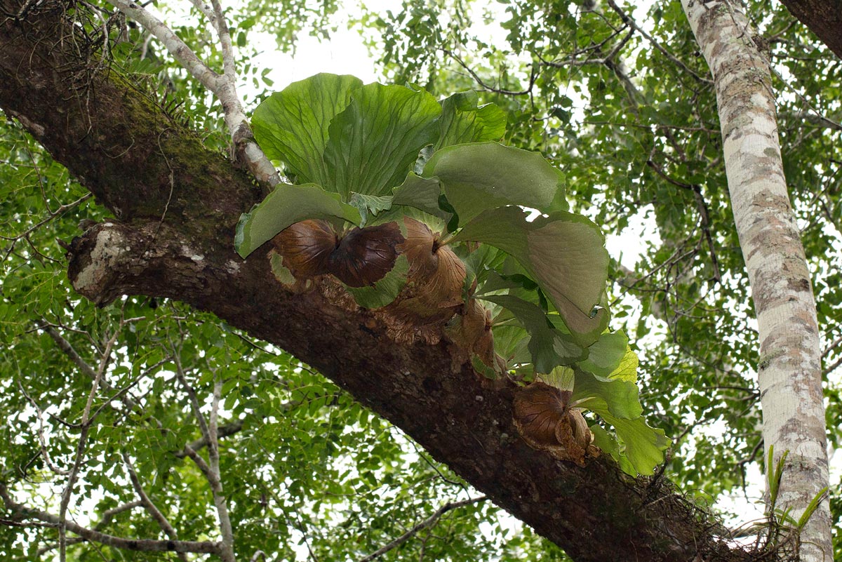 Platycerium elephantotis