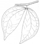 Aphanocalyx richardsiae