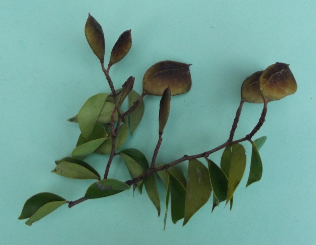 Aphanocalyx richardsiae