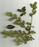 Aphanocalyx trapnellii
