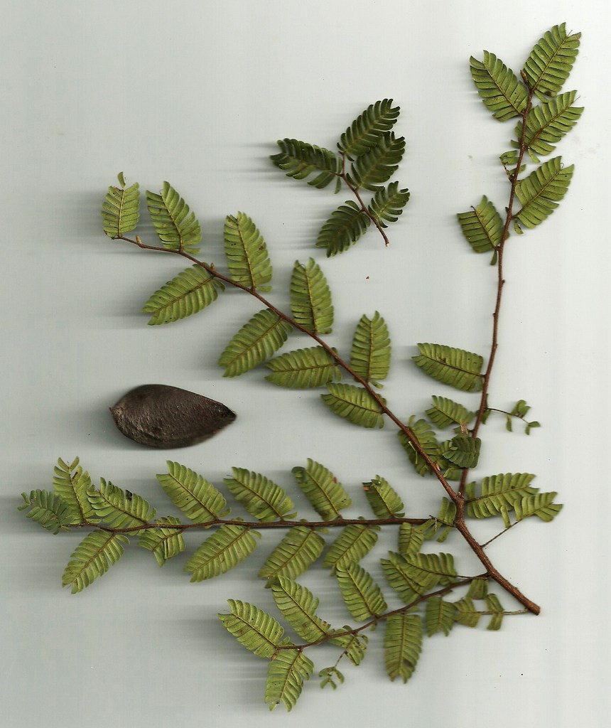 Aphanocalyx trapnellii