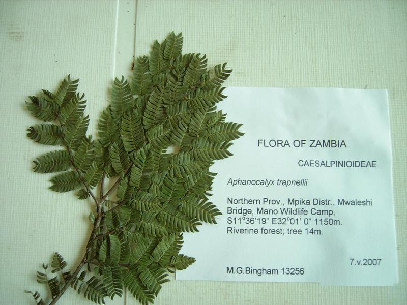 Aphanocalyx trapnellii
