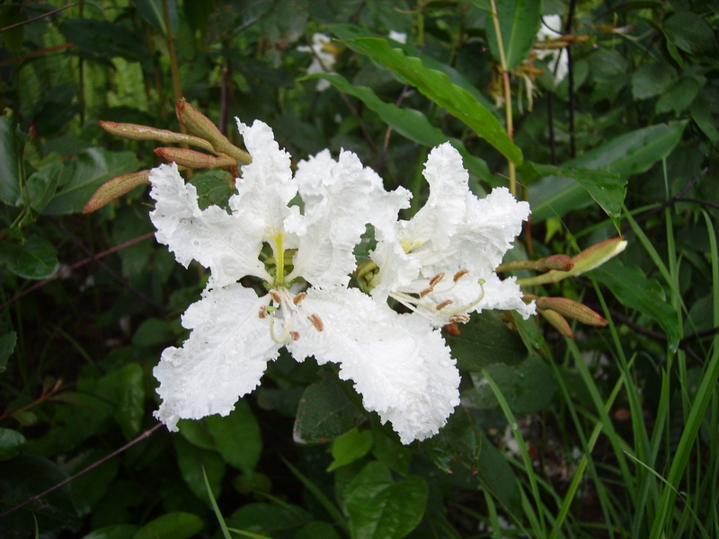 Bauhinia mendoncae