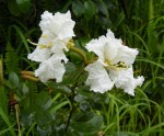 Bauhinia mendoncae