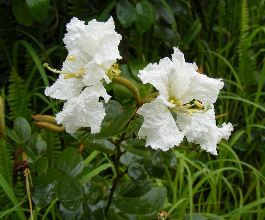 Bauhinia mendoncae