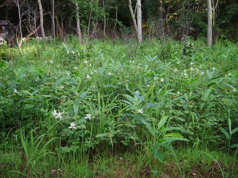 Bauhinia mendoncae Bauhinia mendoncae