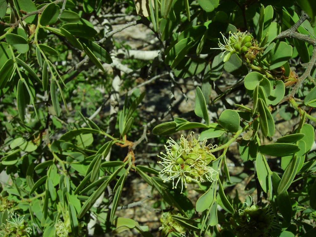 Brachystegia bakeriana