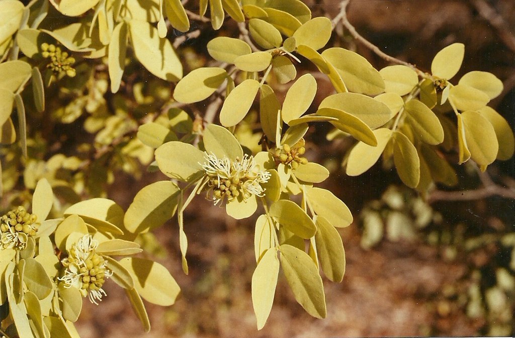 Brachystegia bakeriana