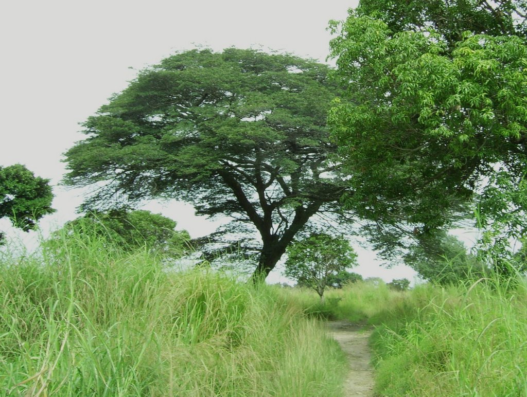 Brachystegia taxifolia