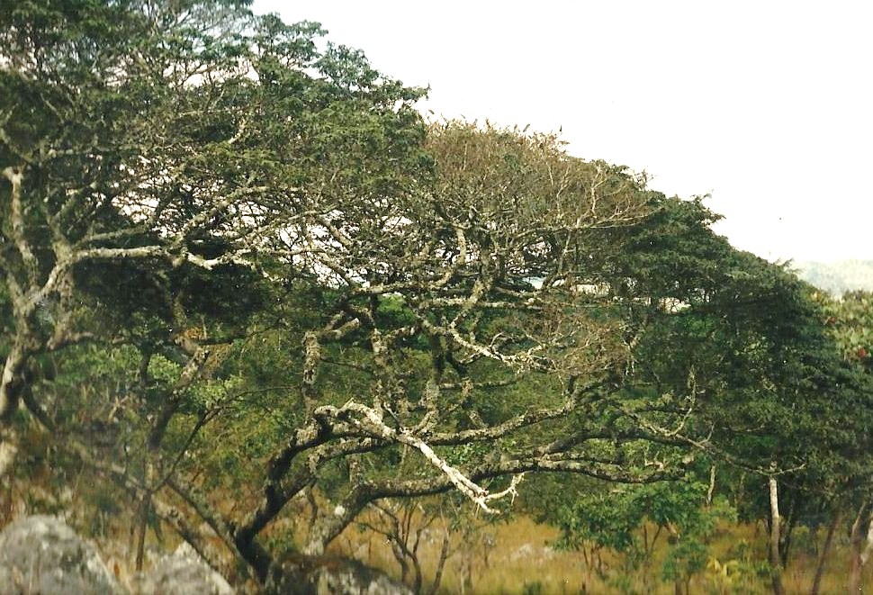 Brachystegia taxifolia