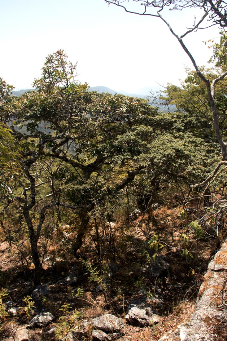 Brachystegia taxifolia