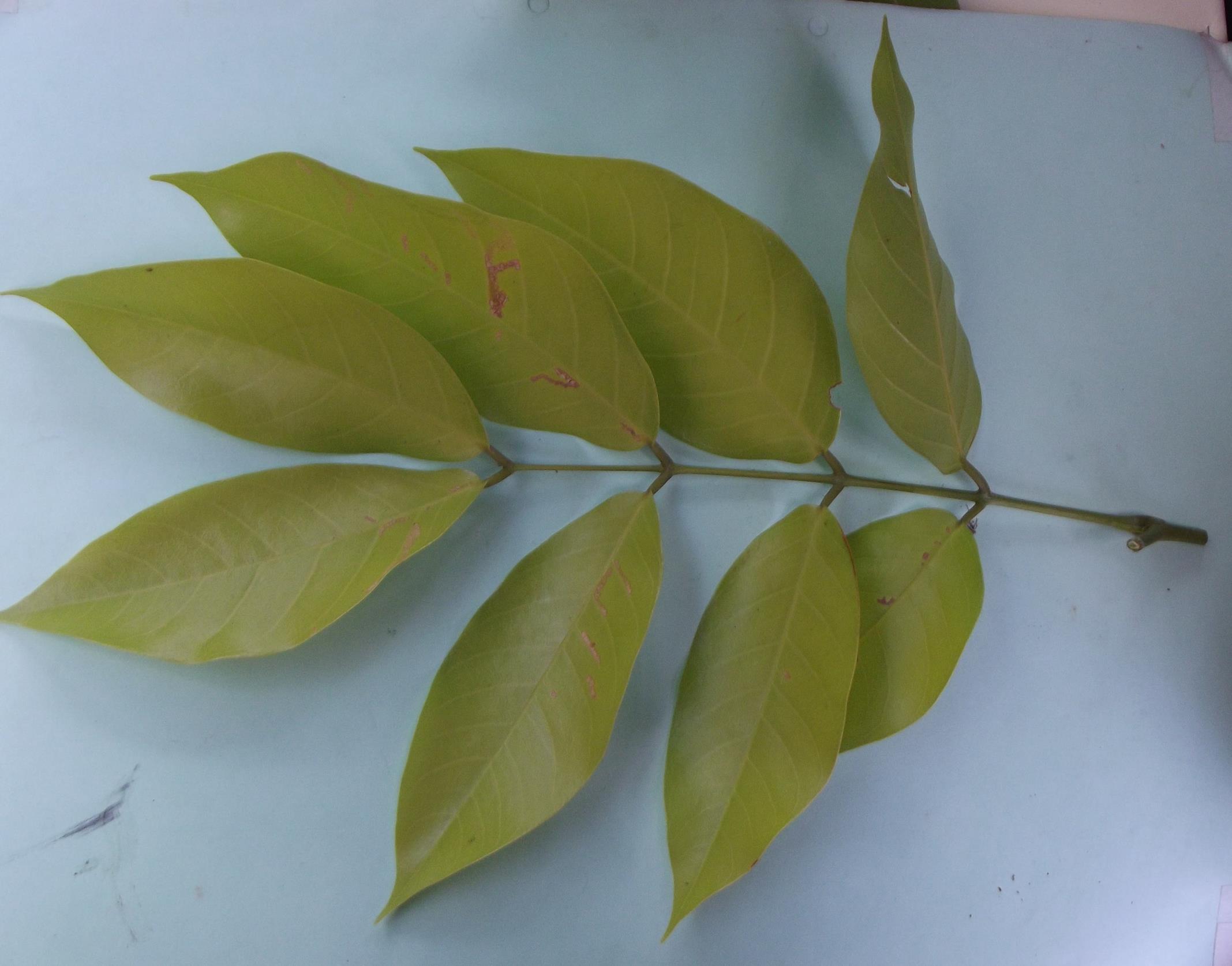 Daniellia alsteeniana