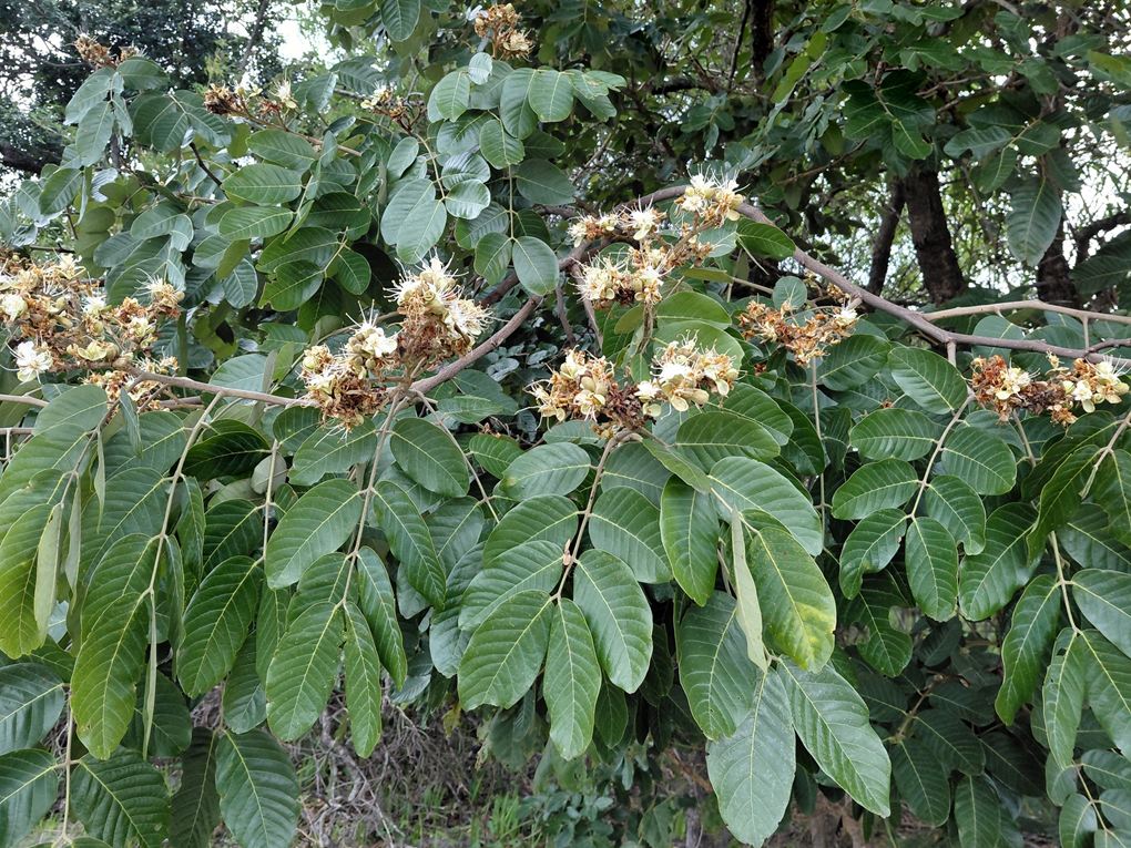 Isoberlinia angolensis var. niembaënsis