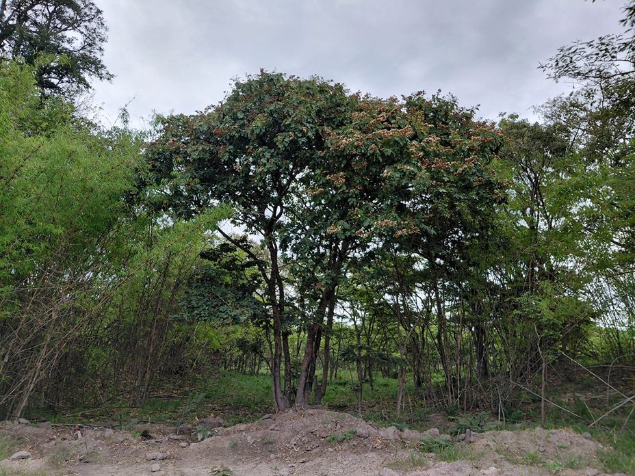 Isoberlinia angolensis var. niembaënsis