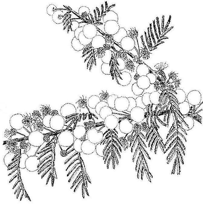 Acacia pilispina