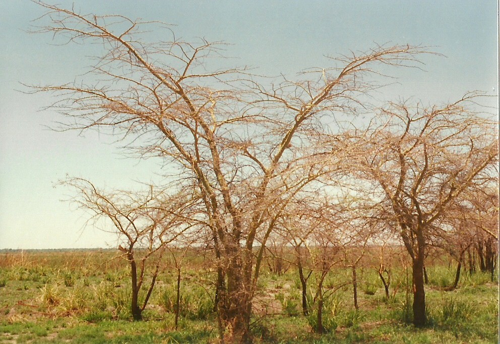 Acacia pilispina