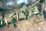 Acacia pilispina