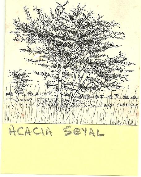 Acacia seyal var. fistula