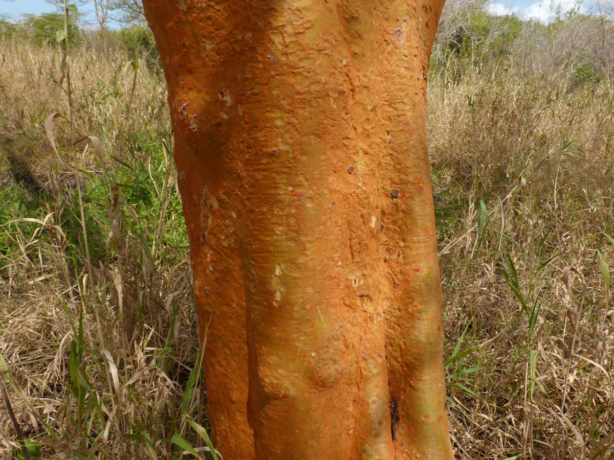 Acacia seyal var. fistula Acacia seyal var. fistula