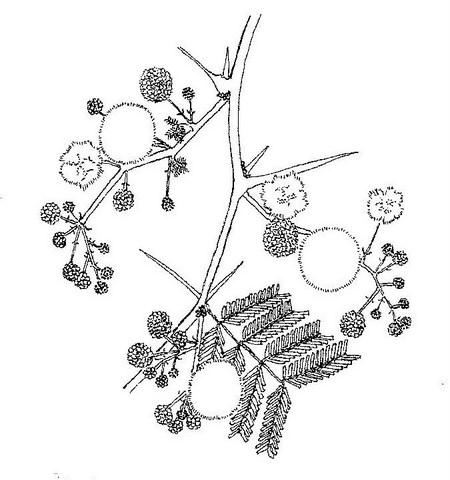Acacia seyal var. fistula