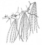 Acacia seyal var. fistula