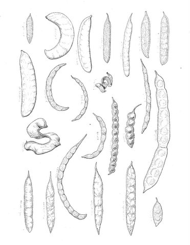 Acacia seyal var. fistula Acacia seyal var. fistula