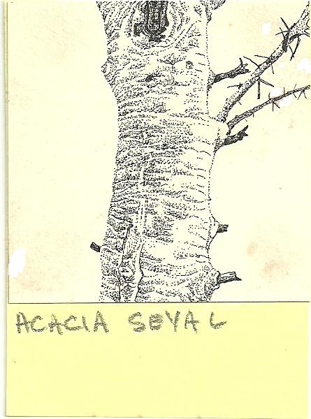 Acacia seyal var. fistula Acacia seyal var. fistula