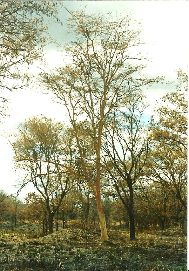 Acacia seyal var. fistula