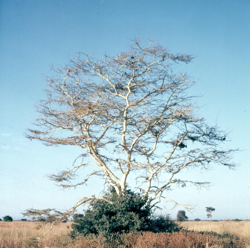 Acacia seyal var. fistula