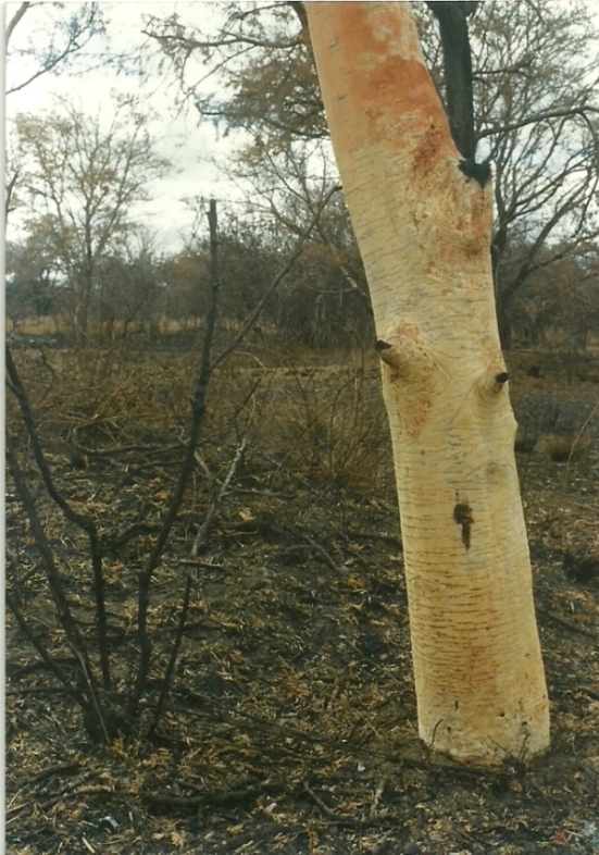 Acacia seyal var. fistula