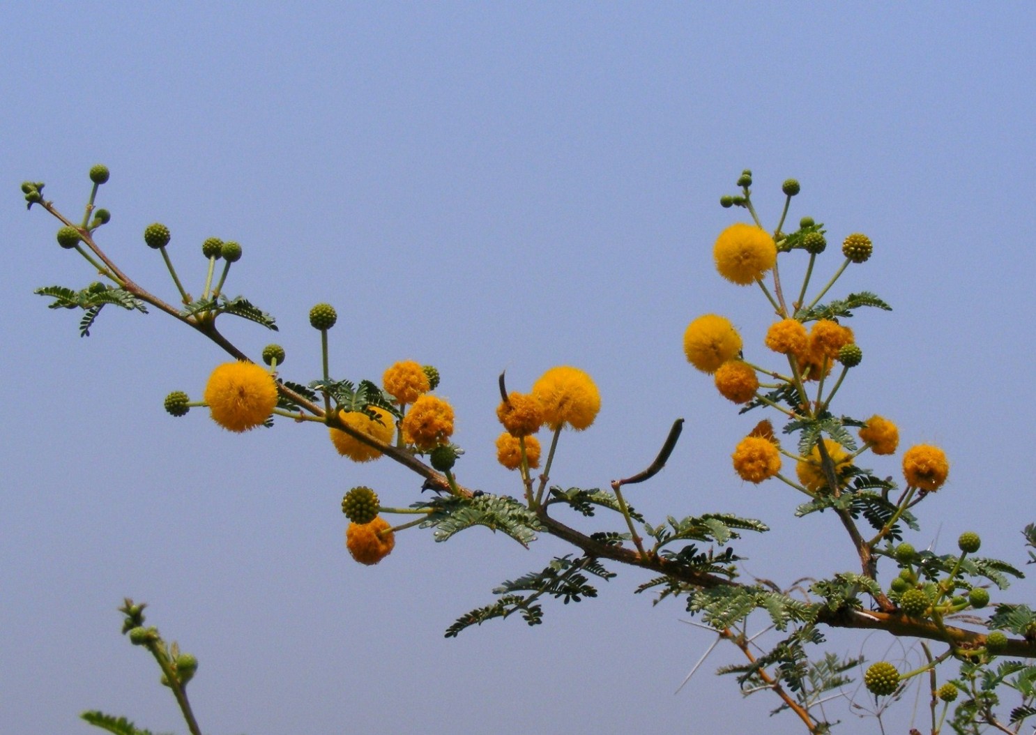 Acacia seyal var. fistula Acacia seyal var. fistula