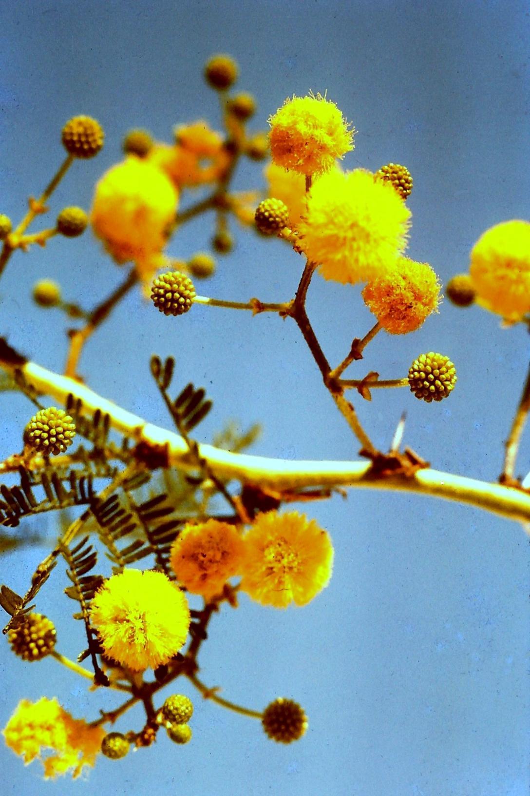 Acacia seyal var. fistula