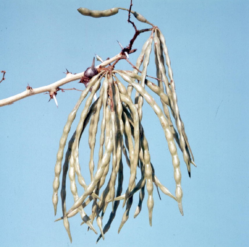 Acacia seyal var. fistula