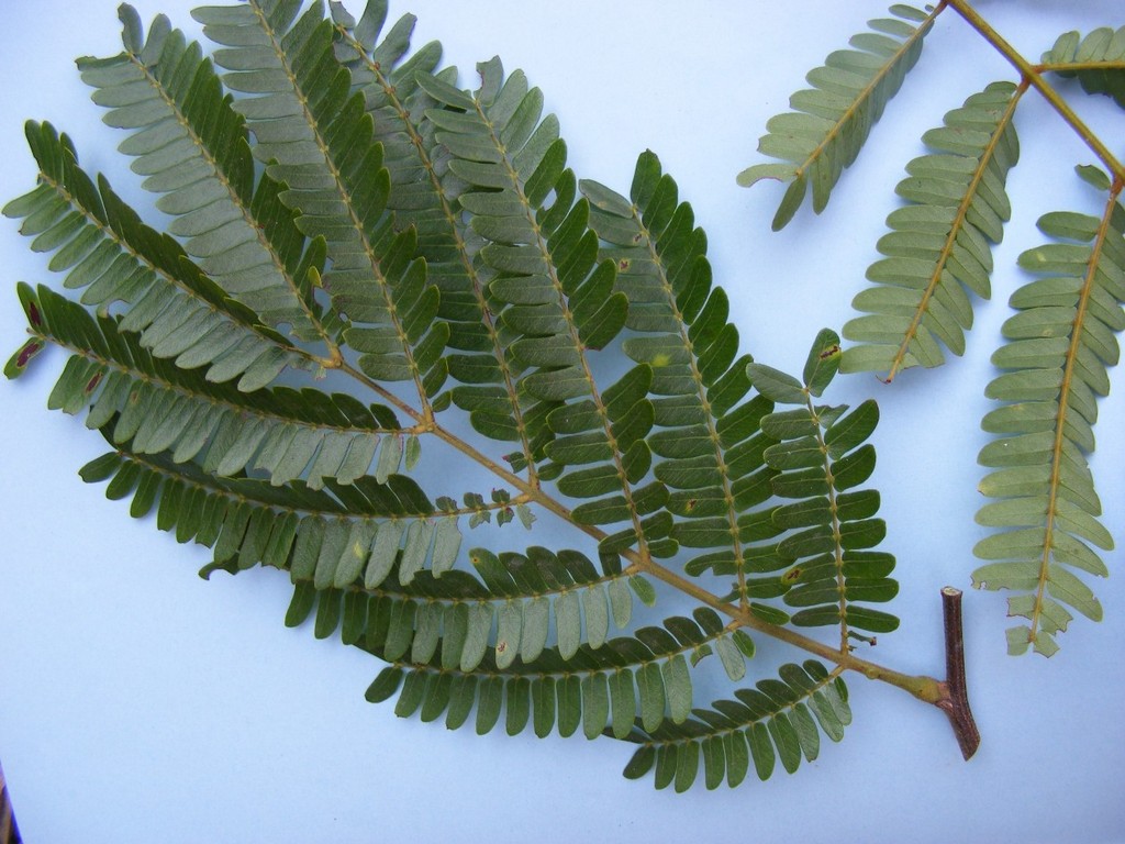 Cathormion altissimum var. altissimum