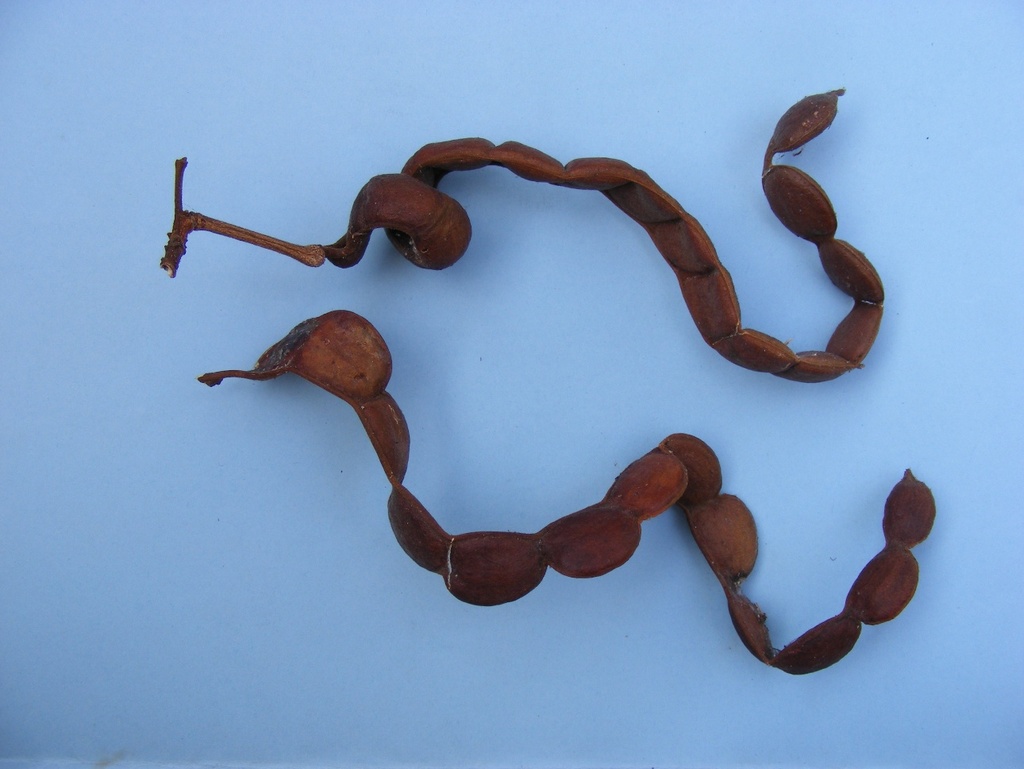 Cathormion altissimum var. altissimum