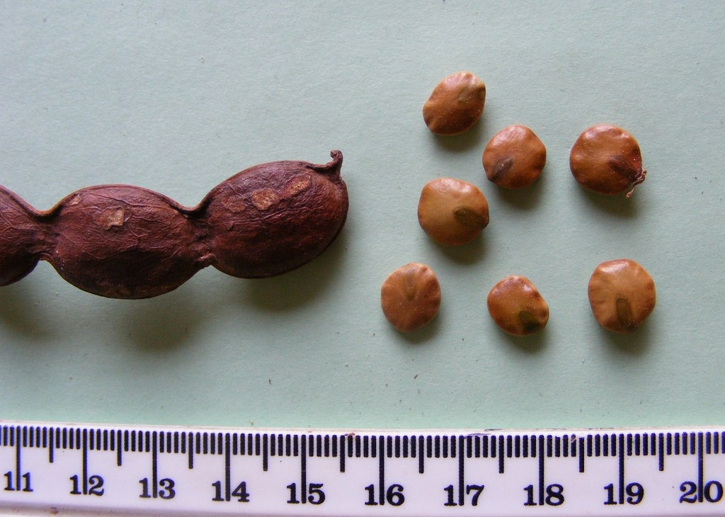 Cathormion altissimum var. altissimum Cathormion altissimum var. altissimum