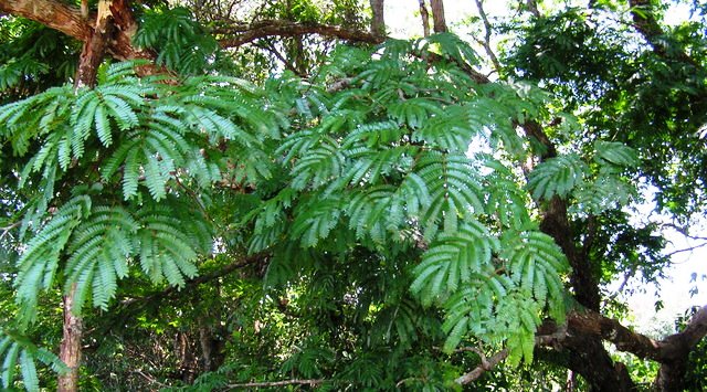 Cathormion altissimum var. altissimum