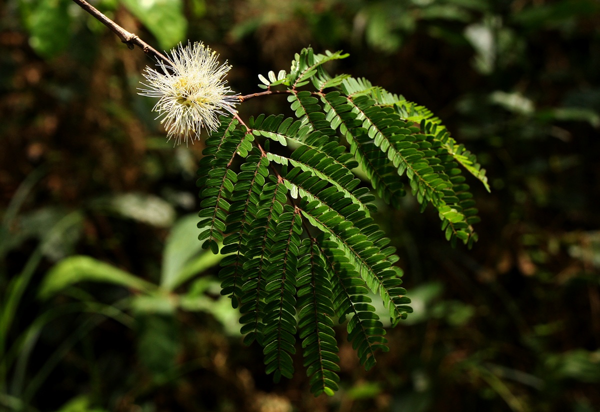 Cathormion altissimum var. altissimum