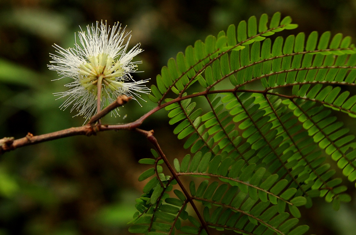 Cathormion altissimum var. altissimum