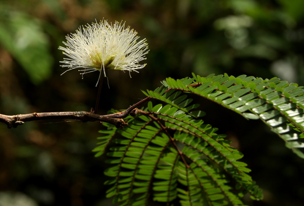 Cathormion altissimum var. altissimum