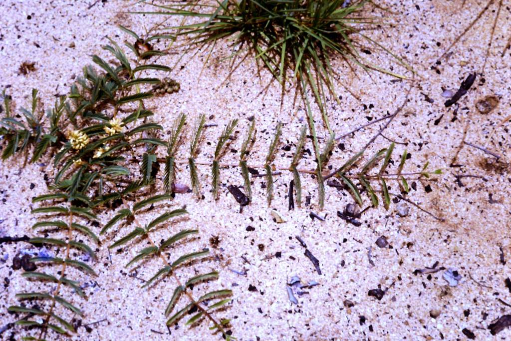 Entada dolichorrhachis