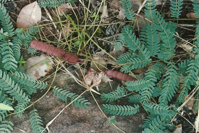 Entada dolichorrhachis