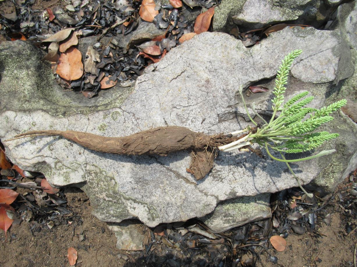 Entada dolichorrhachis Entada dolichorrhachis