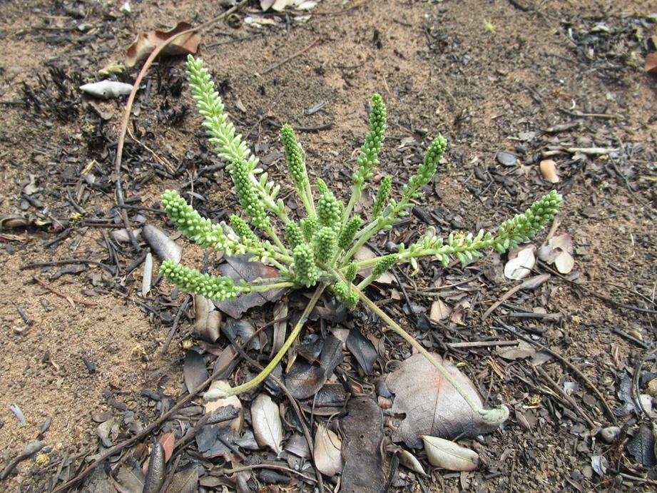 Entada dolichorrhachis