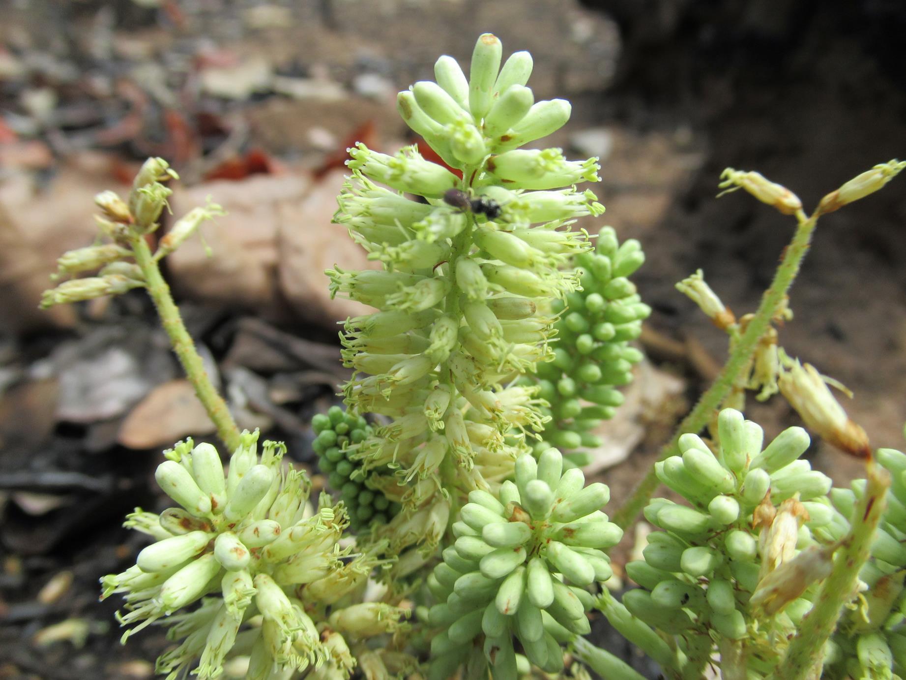 Entada dolichorrhachis